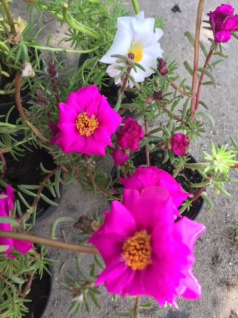 DXQY9778 - FLORILE MELE 2018