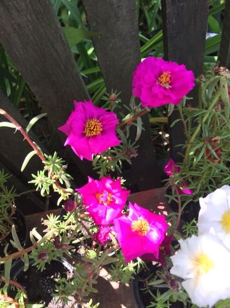 GFMD5362 - FLORILE MELE 2018