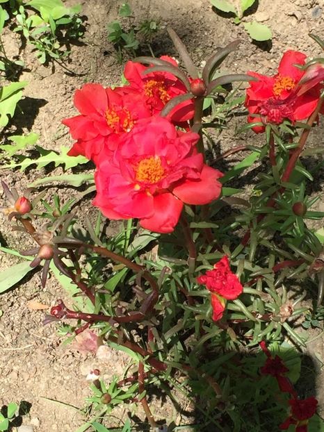 GPGB9024 - FLORILE MELE 2018