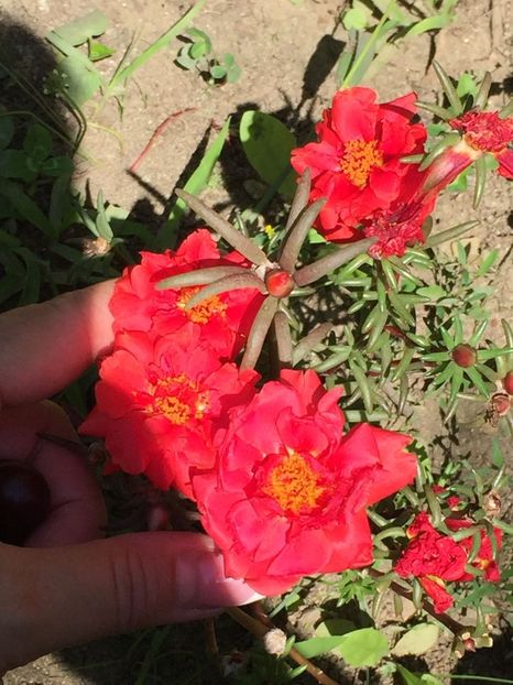 GUMV3281 - FLORILE MELE 2018