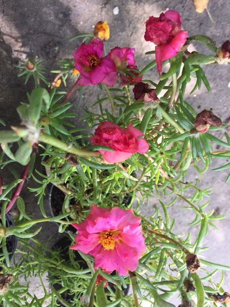 VICL0597 - FLORILE MELE 2018