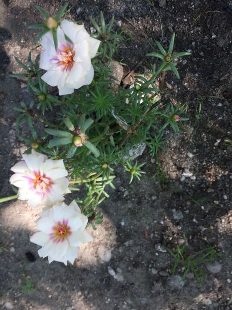 MXCI2806 - FLORILE MELE 2018