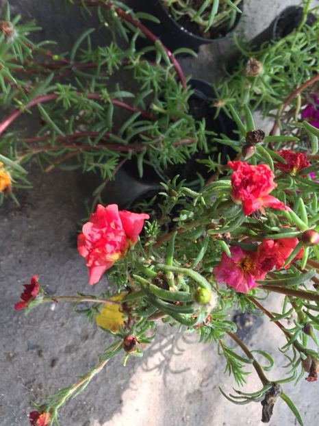 WLQL0782 - FLORILE MELE 2018