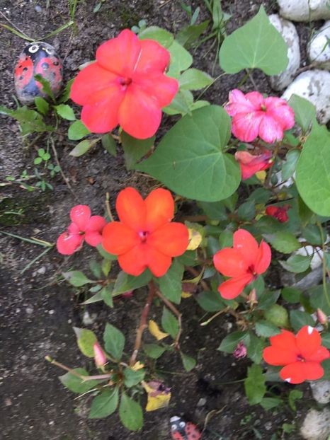 VSTY3036 - FLORILE MELE 2018