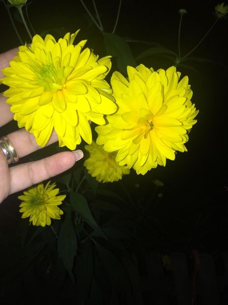 AVUV1823 - FLORILE MELE 2018