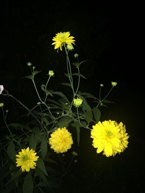 HXEV7918 - FLORILE MELE 2018