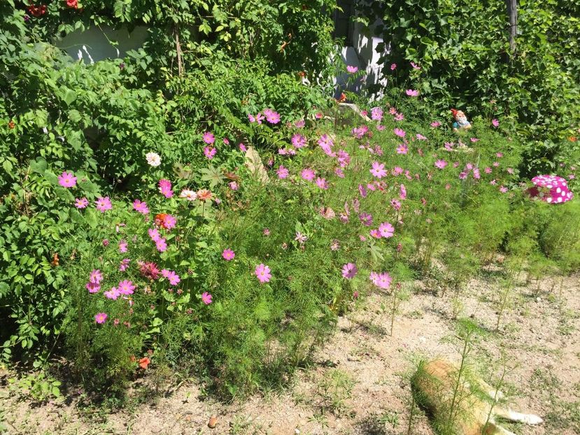 BPLO6741 - FLORILE MELE 2018