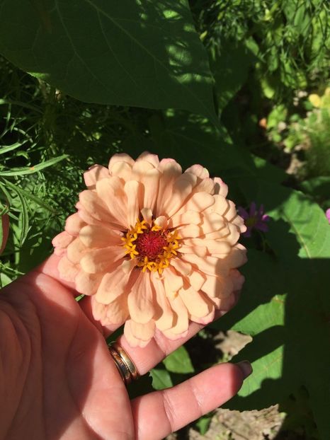 AJTJ0527 - FLORILE MELE 2018