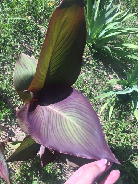 EIOX3437 - FLORILE MELE 2018