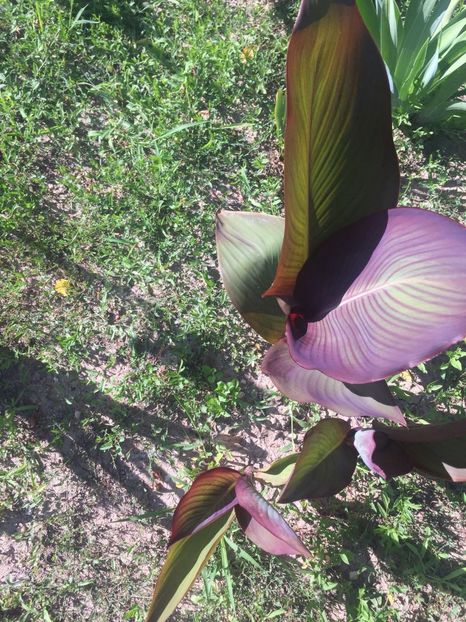 GRDU8716 - FLORILE MELE 2018