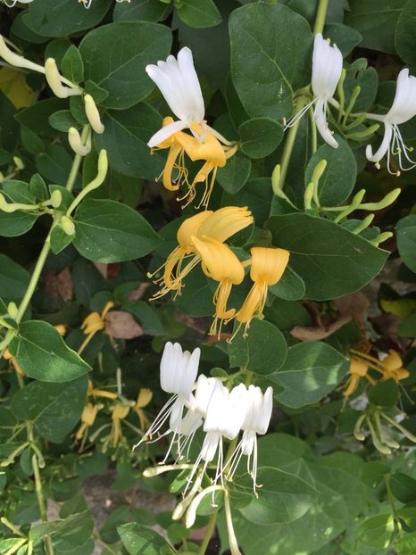 QXUM4211 - FLORILE MELE 2018