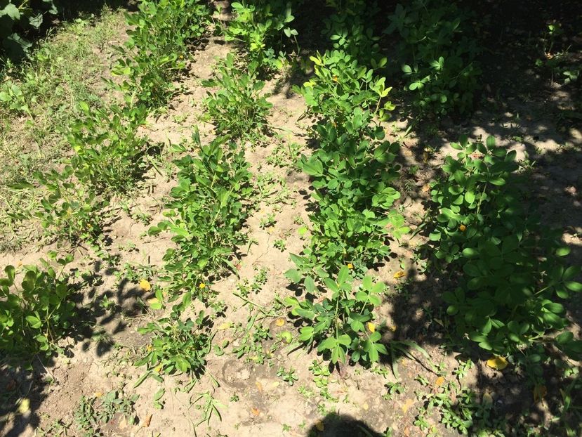 PVCP1299 - FLORILE MELE 2018