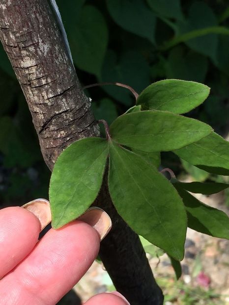 GSTJ9014 - FLORILE MELE 2018