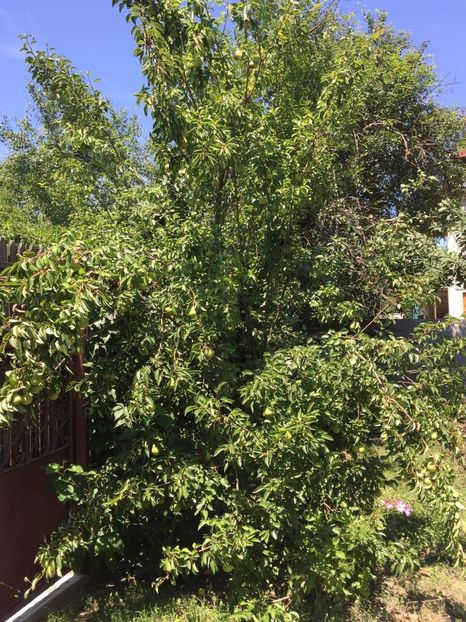 HIJL6760 - FLORILE MELE 2018