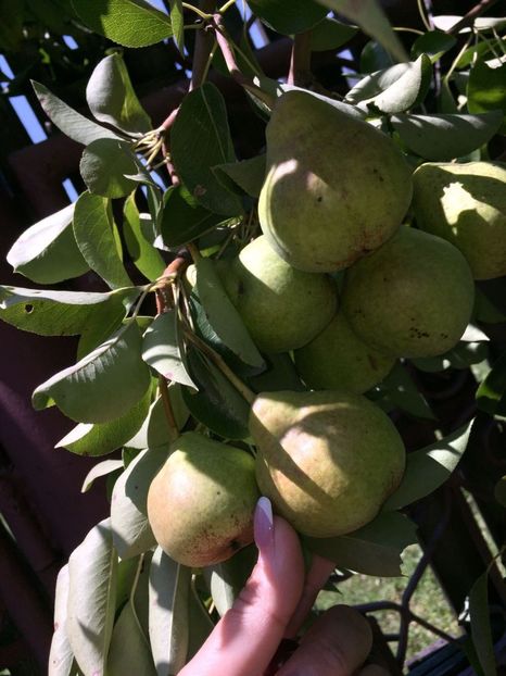 QRLU6597 - FLORILE MELE 2018 nr 2