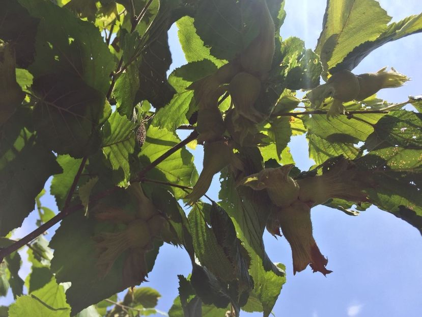 UBKA9759 - FLORILE MELE 2018 nr 2