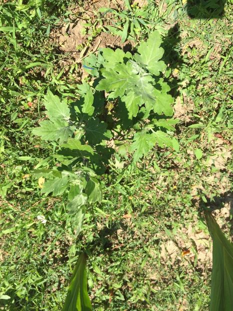 VDOH4212 - FLORILE MELE 2018 nr 2