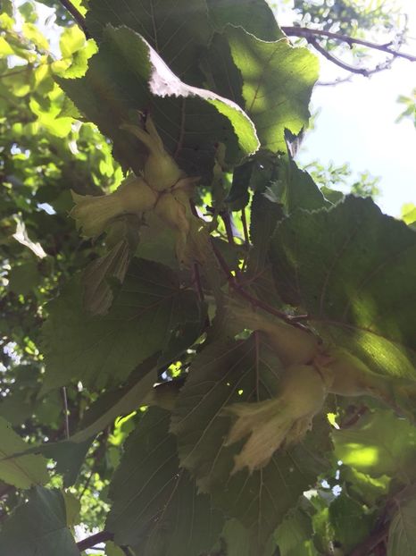 VVSB7664 - FLORILE MELE 2018 nr 2