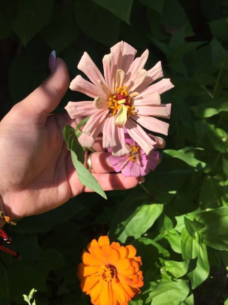 VKOU3393 - FLORILE MELE 2018 nr 2