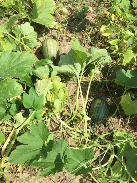 VNYZ9761 - FLORILE MELE 2018 nr 2