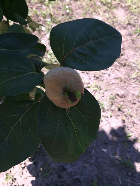 PRPK3838 - FLORILE MELE 2018 nr 2