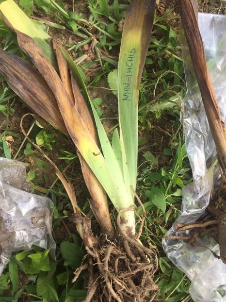 EKVS1717 - Achizitii FLORI 2018