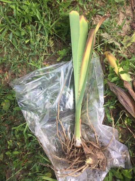 PHVL0040 - Achizitii FLORI 2018