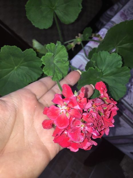  - FLORILE MELE 2018 nr 2