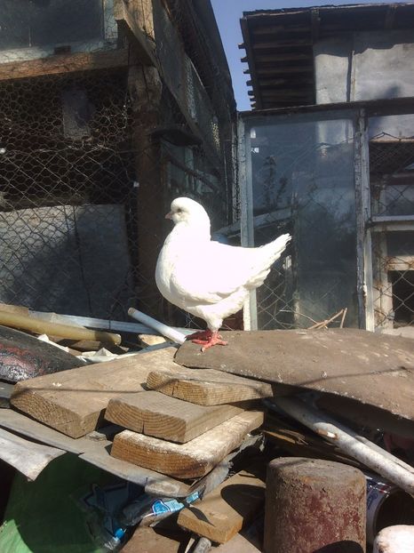 F-2015 60+Tp - De Vanzare