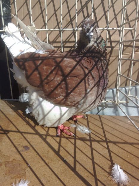 M-2017 160 +Tp - De Vanzare