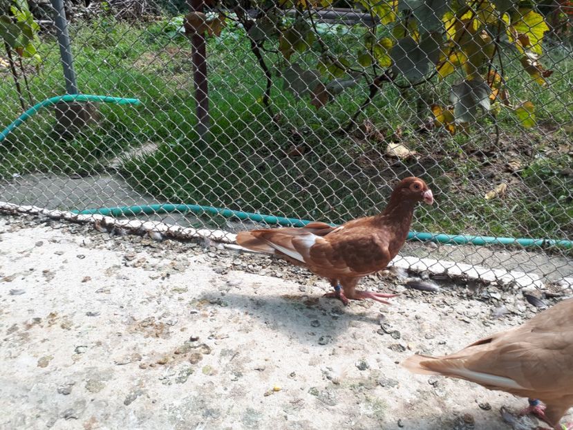 M - H3 _ tineret 2018