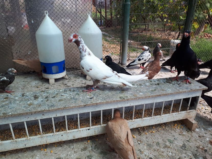 F - H3 _ tineret 2018