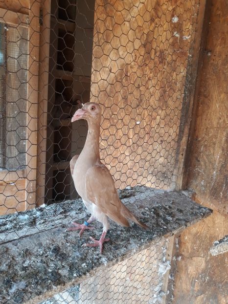  - PORUMBEI DE VANZARE 2018