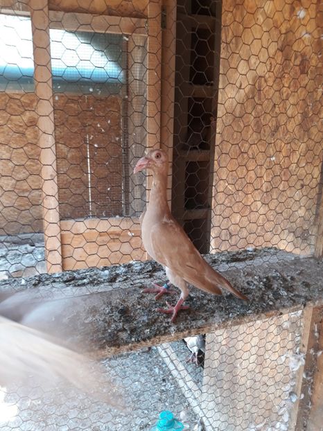  - PORUMBEI DE VANZARE 2018