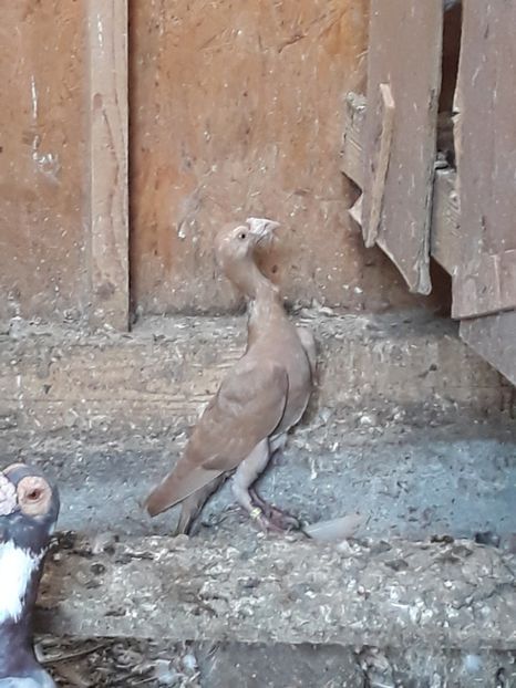  - PORUMBEI DE VANZARE 2018