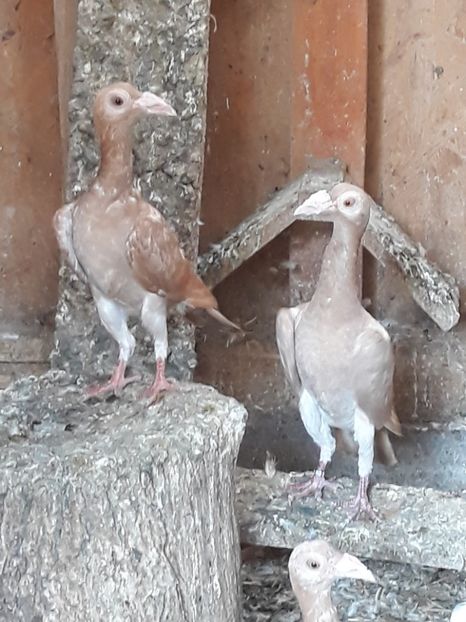  - PORUMBEI DE VANZARE 2018