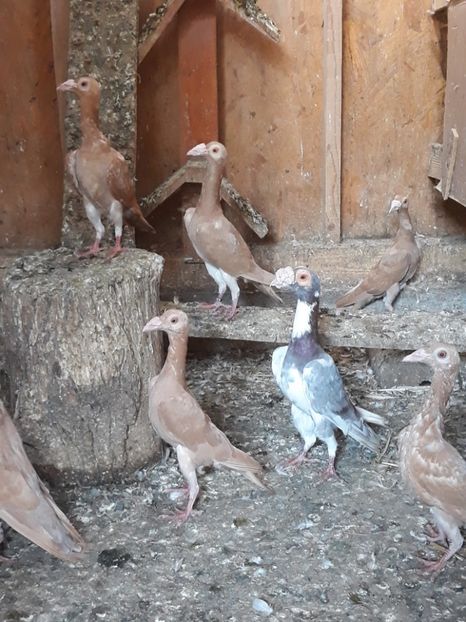  - PORUMBEI DE VANZARE 2018