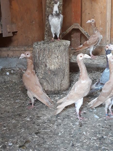  - PORUMBEI DE VANZARE 2018