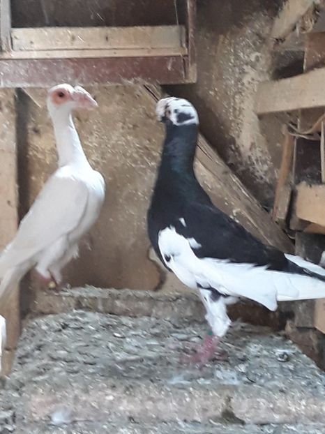  - CARIERI -VOIAJORI GERMANI DE VANZARE 2018