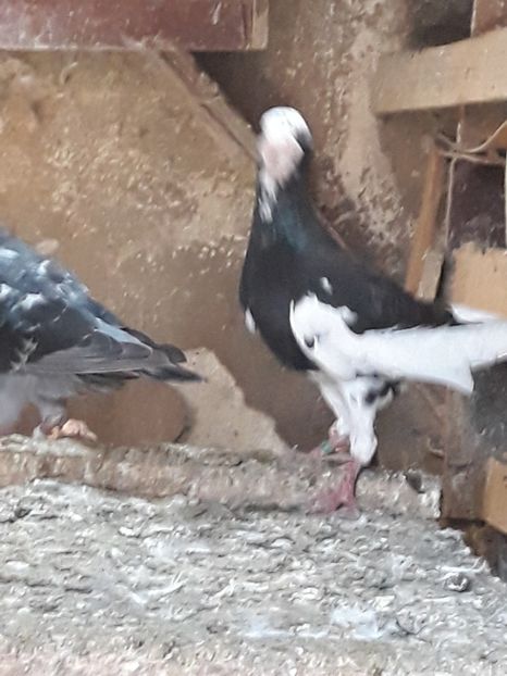  - CARIERI -VOIAJORI GERMANI DE VANZARE 2018