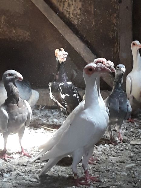  - CARIERI -VOIAJORI GERMANI DE VANZARE 2018