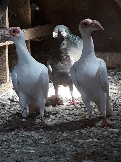  - CARIERI -VOIAJORI GERMANI DE VANZARE 2018