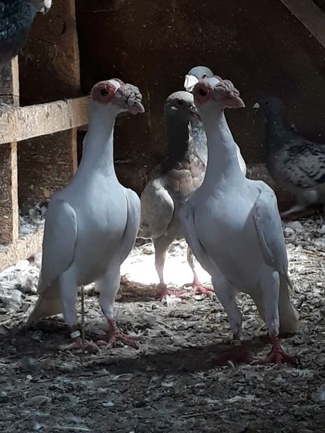  - CARIERI -VOIAJORI GERMANI DE VANZARE 2018