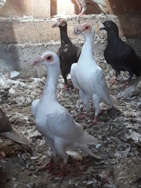  - CARIERI -VOIAJORI GERMANI DE VANZARE 2018