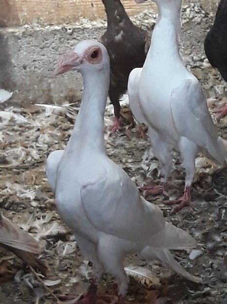  - CARIERI -VOIAJORI GERMANI DE VANZARE 2018