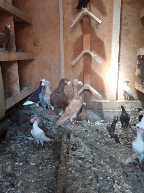  - CARIERI -VOIAJORI GERMANI DE VANZARE 2018