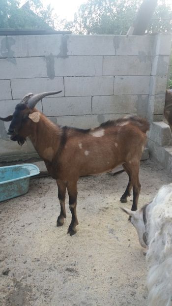  - Vand tap anglunubian