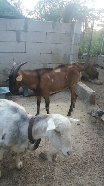  - Vand tap anglunubian