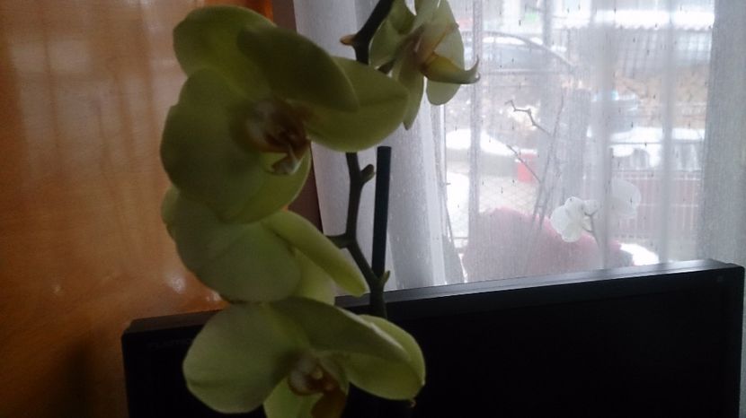  - 0 ORHIDEE 2017-2018