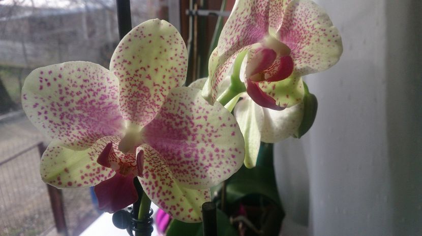  - 0 ORHIDEE 2017-2018